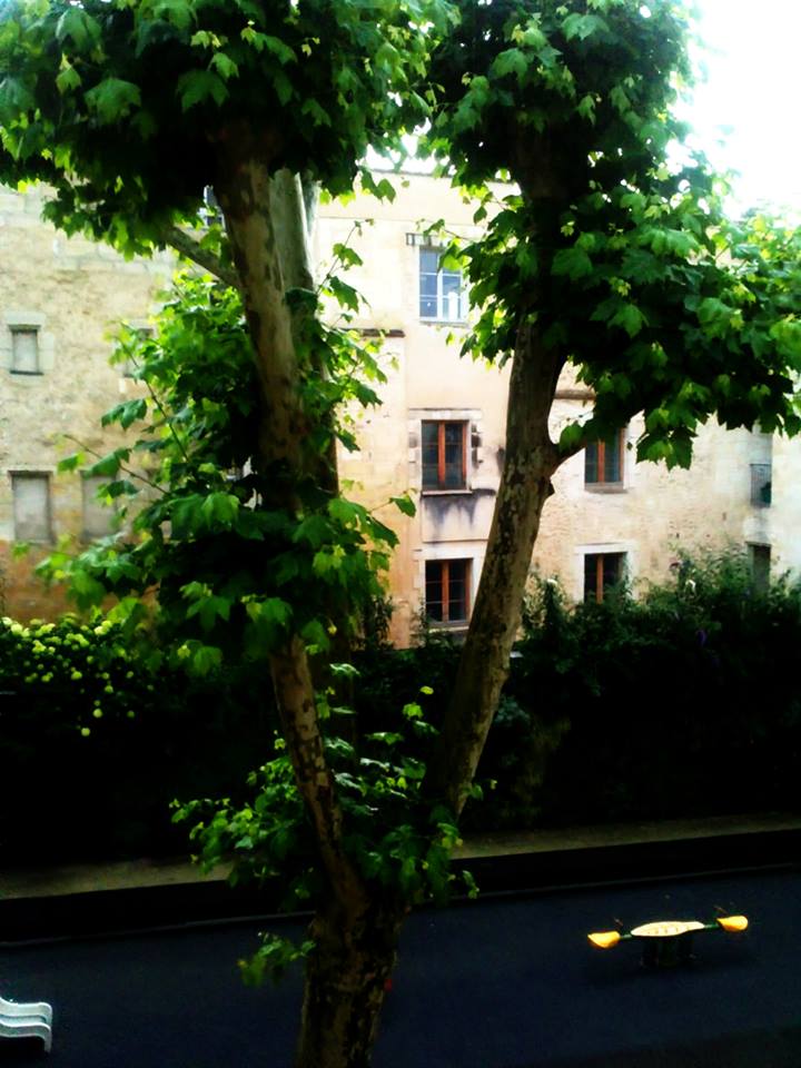 Contraste et feuillus par temps houleux