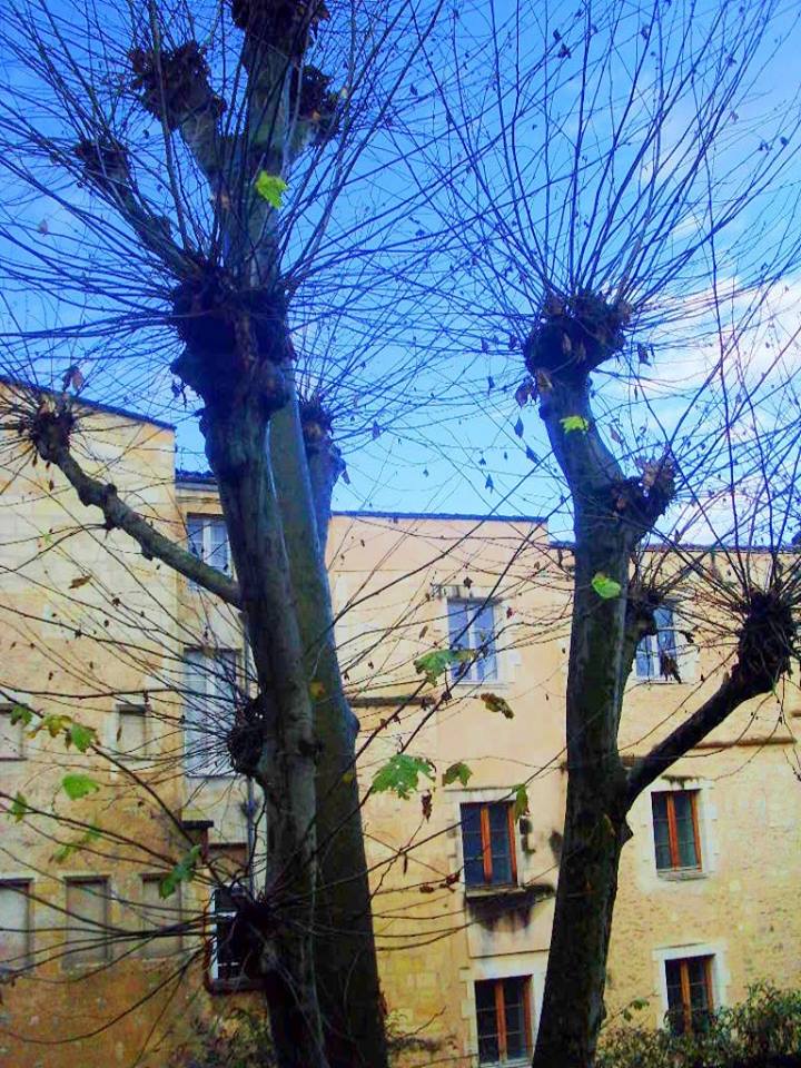 Les arbres ont leurs oreilles